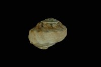 藏品(瘤珠螺)的圖片